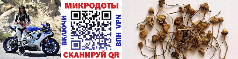 Псилоцибиновые грибы Psilocybine cubensis Мамадыш